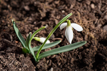Blooming common snowdrops (Galanthus nivalis) welcome spring. First blooming flower after winter.