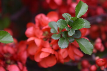 photos,nature,spring,flowers,red apple tree,