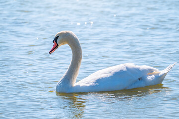 Plakat Graceful white Swan swimming in the lake, swans in the wild. Portrait of a white swan swimming on a lake.