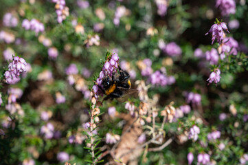 Blossom of light purple heather plants in spring garden