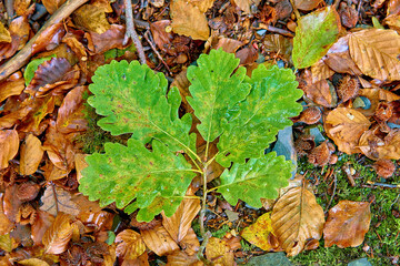 green oak leaves on a yellow leaf 