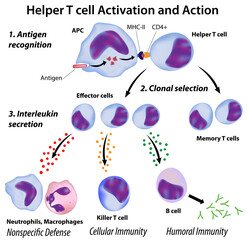 Immune system basics: Function of T helper cells