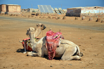 Camels on the sand, popular tourist place. Egypt, Sharm El Sheikh