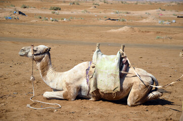 Fototapeta premium Camels on the sand, popular tourist place. Egypt, Sharm El Sheikh