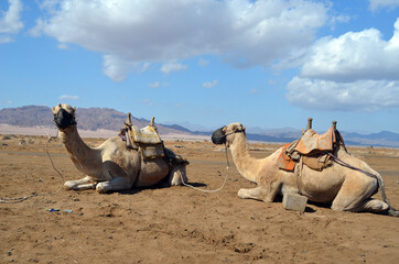 Fototapeta premium Camels on the sand, popular tourist place. Egypt, Sharm El Sheikh