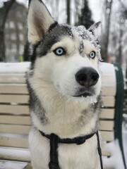 siberian husky dog