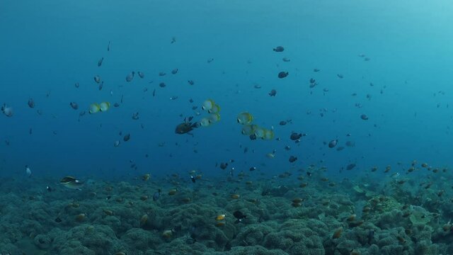 School of Philippine Butterflyfish or Panda Butterflyfish (Chaetodon adiergastos). Underwater world of Bali. 4k video.	