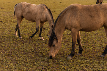 Fototapeta premium two horses grazing