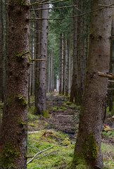 Tief im Wald an einem Herbsttag