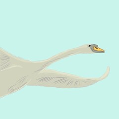 A beautiful swan in flight