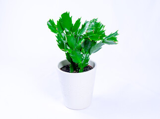 Festive Elegance Christmas Cactus in Isolation on White Background