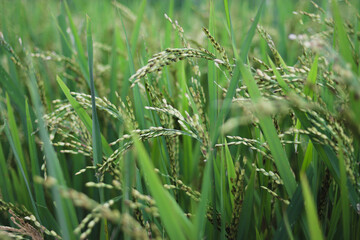 The Beauty of Fresh Rice Field in Indonesia in the Morning. Fresh Green Rice Field