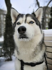 siberian husky dog