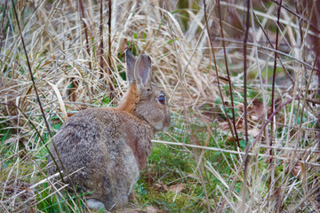 a wild rabbit amongst the winter grass
