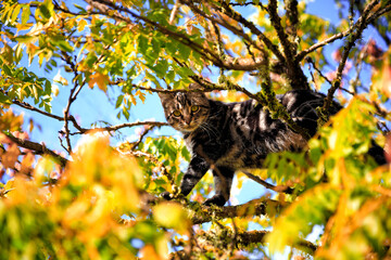 Striped Cat Climbing in a Tree in Autumn