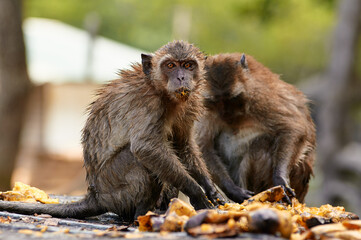 Adult monkeys eating mango fruits outdoors.
