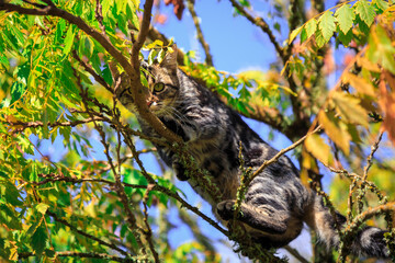 Striped Cat Climbing in a Tree in Autumn