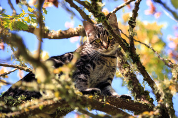 Striped Cat Climbing in a Tree in Autumn