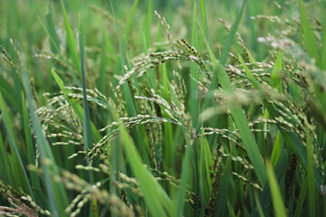 The Beauty of Fresh Rice Field in Indonesia in the Morning. Fresh Green Rice Field