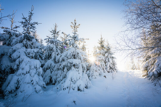 Sonnenaufgang im Briloner B&uuml;rgerwald, Winter, Sauerland
