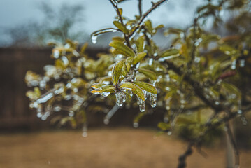 Ice from Texas Winter storm frozen on tree