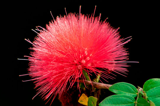 Flor calliandra