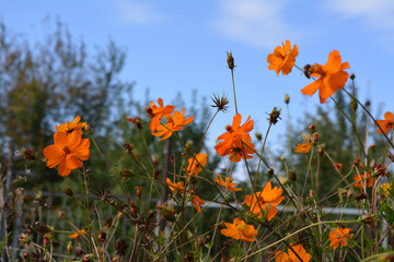 Beautiful orange cosmos flowers. Bright flowerbed in summer garden.