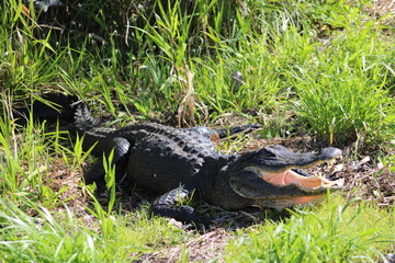 Alligator Sunning On Grass With Mouth Open