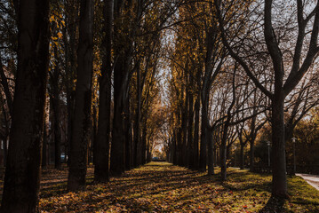Paisaje otoñal de un bosque con el suelo lleno de hojas caídas amarillentas. La luz pasa a través de los árboles.