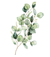 Watercolor floral card of eucalyptus branches, leaves and seeds. Hand painted silver dollar eucalyptus bouquet isolated on white background. Illustration for design, print, fabric or background. - obrazy, fototapety, plakaty