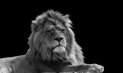 black and white Close Up Of Lion king isolated on black.