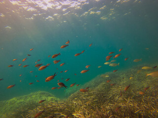 Fototapeta na wymiar Peces nadando en aguas cristalinas en aguas de la costa de Malllorca