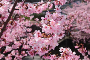 早咲きの河津桜