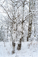 White tree trunks in a background of snow