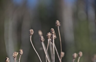 spring grass