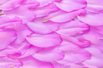 purple lilies petals background composition ,close up.