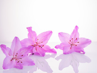 Three purple lilies on the white background with reflection.