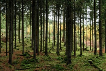 Obraz premium trees in the woods