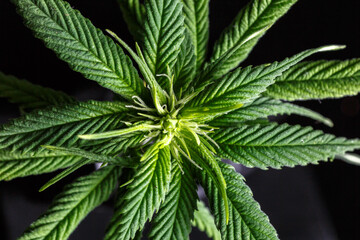 Close-up young hemp. Cannabis is a standoff between a drug and a medicine.growing organic cannabis background herb on the farm