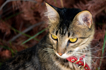 Gato doméstico