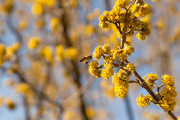 Honeybee on yellow flowers of Cornelian cherry dogwood blossom on a warm and sunny spring day.