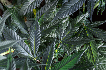 Close-up young hemp. Cannabis is a standoff between a drug and a medicine.growing organic cannabis...