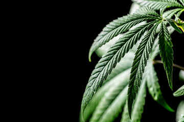 Close-up young hemp. Cannabis is a standoff between a drug and a medicine.growing organic cannabis background herb on the farm