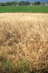 Irrigated agriculture versus non-irrigated concept