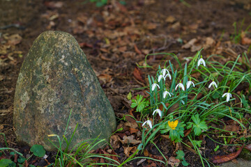 Group of Snowdrop flowers blooming in sunny spring day. Nearby there is a stone covered with moss.