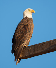 The national emblem of the USA, the bald eagle, sits on top of a utility pole in Glendale, Arizona.