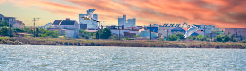 The flight of two little egrets in beautiful sunset sky over water. Two heron flies over a city pond during an orange-pink sunset.