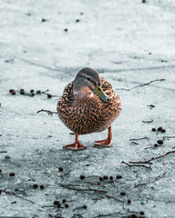Duck on ice