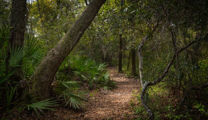 Beautiful walking path in a nature Park