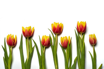 Red and yellow tulips on white background top view
